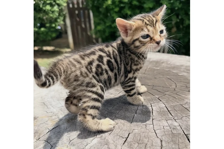$200 : Bengal kitten 2 boys 1 girl image 2