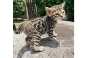 $200 : Bengal kitten 2 boys 1 girl thumbnail