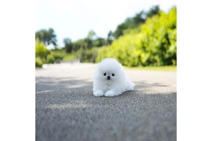 $300 : Teacup Pomeranian puppies image 8