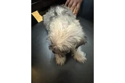Dog for Sale/Se vende perrito en Los Angeles