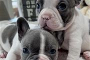$700 : English bulldog puppies for sa thumbnail