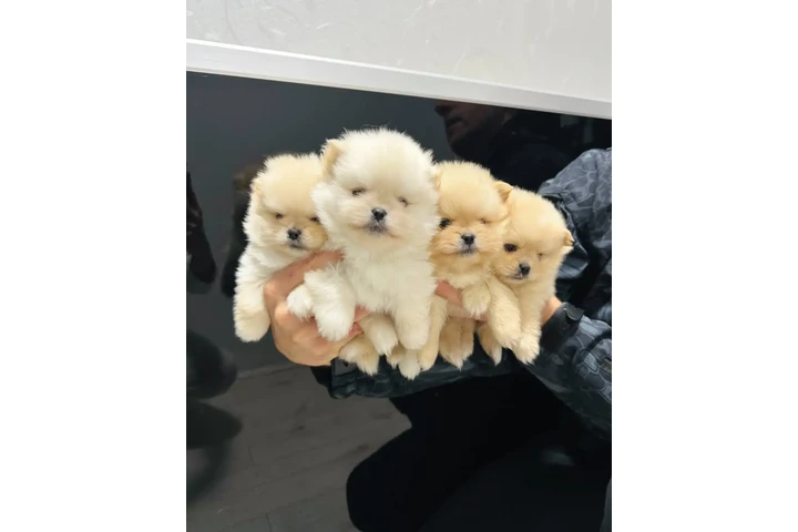 $350 : cachorros pomerania image 1