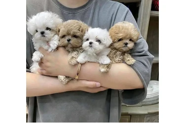 Mini Maltipoo Poodle Cachorros en Los Angeles