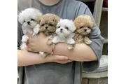 Mini Maltipoo Poodle Cachorros en Los Angeles