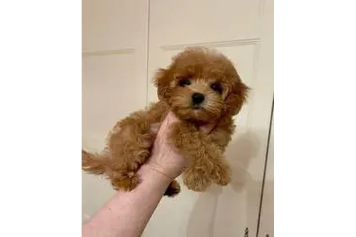 $450 : Cachorros de Super sweet poodl image 1