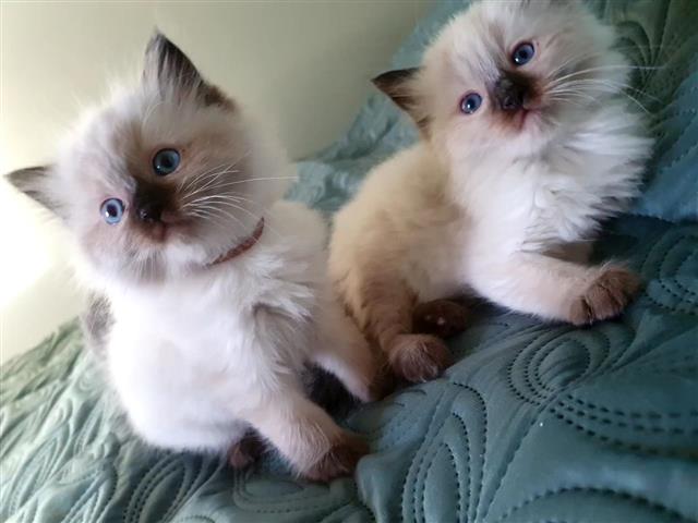 $550 : Ragdoll kittens available image 1