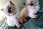 Ragdoll kittens available en Vermont