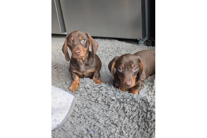 $280 : Cachorros de teckel estándar image 2