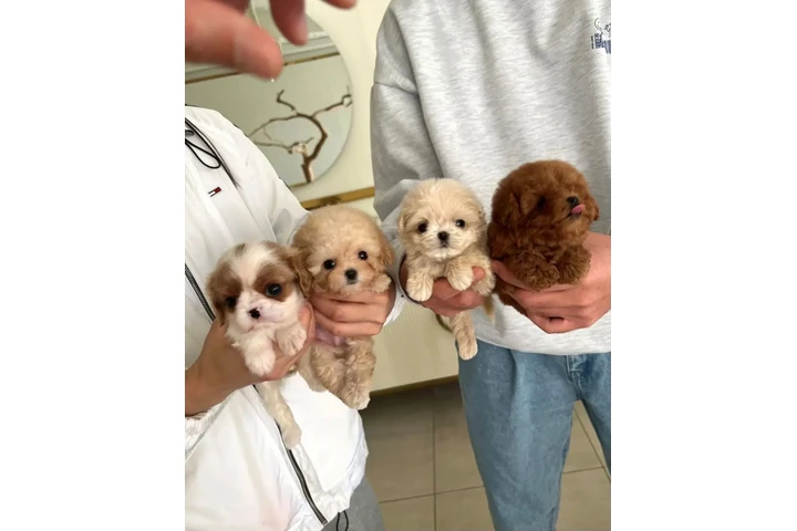 $550 : Mini Maltipoo Poodle Cachorros image 1