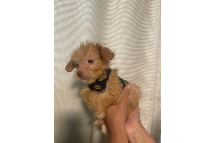 $350 : Mini boys image 3