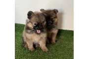 Cute Pomeranians for Sale en Orlando