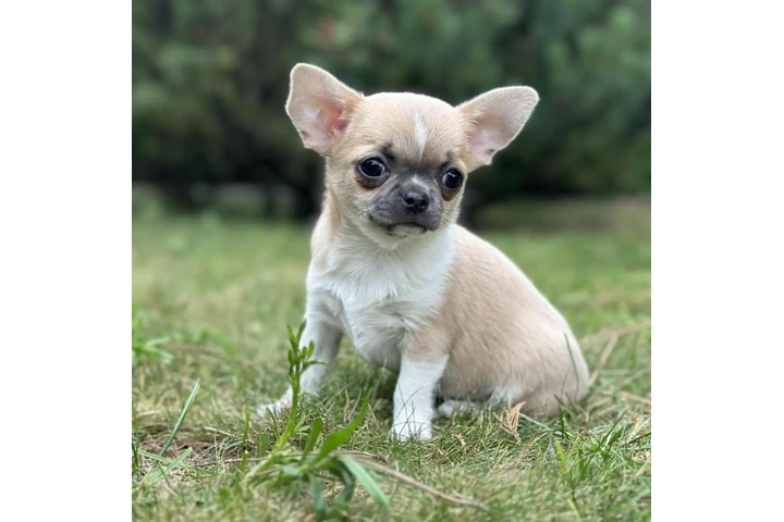 $280 : Super Chihuahua Pups image 1