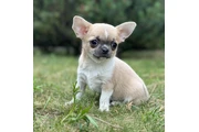 Super Chihuahua Pups en Merced