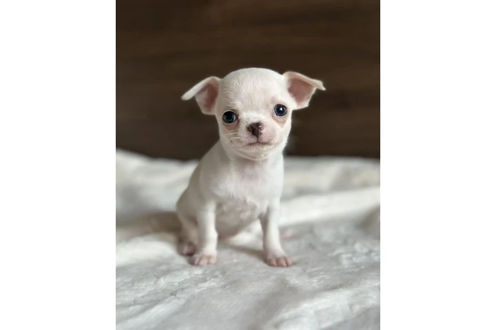 $500 : Chihuahua puppies for sale image 1
