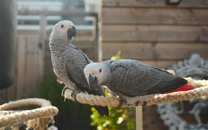 $310 : Super African Grey Parrots image 2