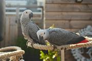 $310 : Super African Grey Parrots thumbnail