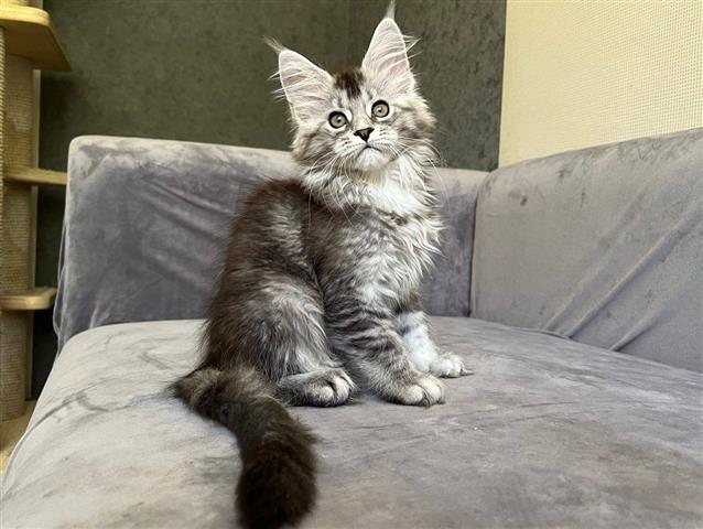 main coon listos image 1