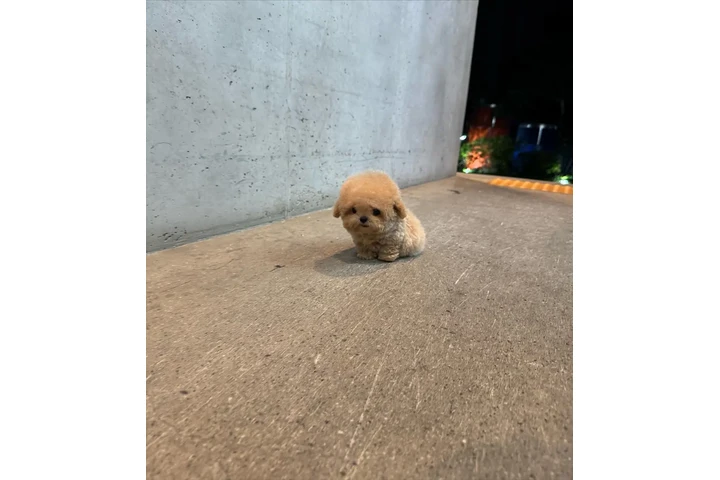 $350 : caniche de peluche cremoso image 3