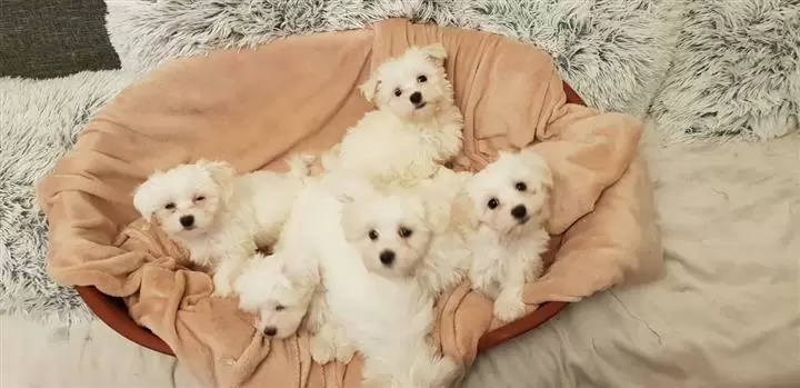 $380 : CUTE MALTESE PUPPIES image 1