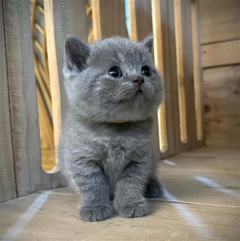 $310 : British Shorthair for sale image 2