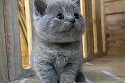 $310 : British Shorthair for sale thumbnail