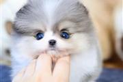 $400 : Teacup Pomeranian thumbnail