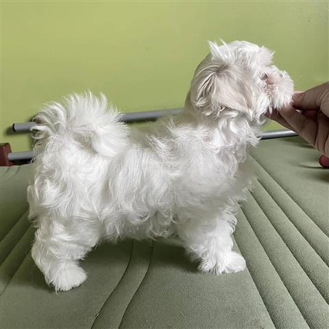 Adorable maltese puppies for a image 1