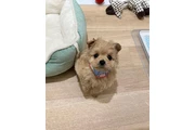 cachorros Maltipoo en Los Angeles