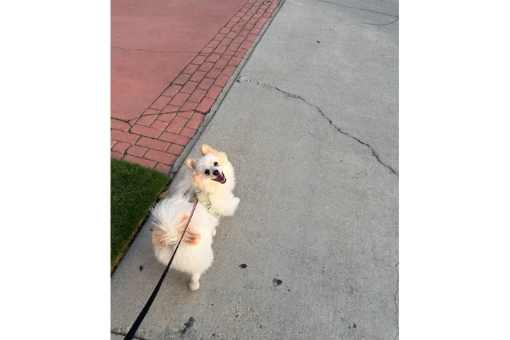 $100 : Pomeranian image 4