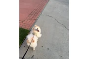 $100 : Pomeranian thumbnail