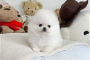 $250 : Pomeranian puppies thumbnail