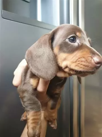 $550 : Dachshund Puppies image 4