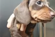 $550 : Dachshund Puppies thumbnail