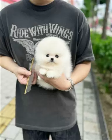 $300 : Pomeranian puppy image 9