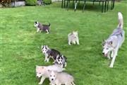 Sweet Siberian Husky Puppies en Avon Park