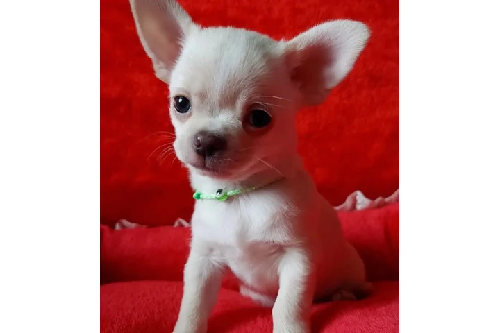 $290 : Chihuahua, Macho AKC image 1