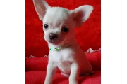 Chihuahua, Macho AKC en Ventura