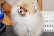 $800 : CACHORROS POMERANIA thumbnail