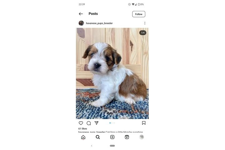 Smart Havanese puppies image 4