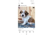Smart Havanese puppies thumbnail