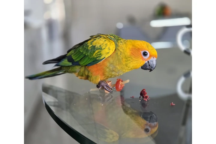 $600 : VENTA DE  SUN CONURE Y JAULA image 4