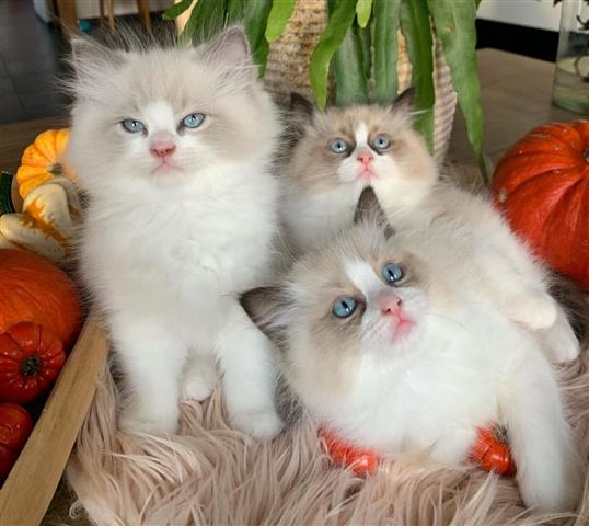 $310 : Ragdoll kittens For sale image 1