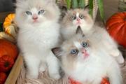 Ragdoll kittens For sale en New Orleans