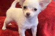 $349 : Cute chihuahua puppies thumbnail