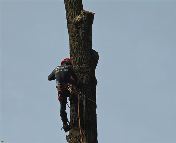 Tree Services in Glen Burnie image 5