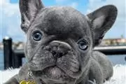 $400 : Cachorros de bulldog francés thumbnail
