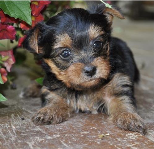 $400 : Teacup Yorkie puppy for sale image 2