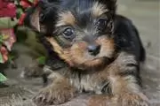 $400 : Teacup Yorkie puppy for sale thumbnail