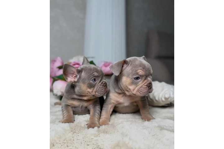 $500 : New shade Isabella tan image 6