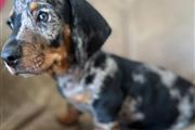 Cachorros de Dachshund cariños en Newark